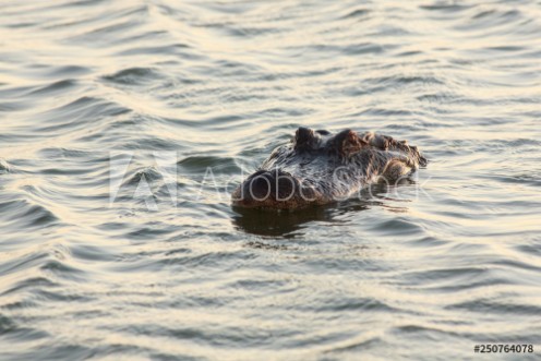 Bild på Alligator swimming in the lake Port Aransas Texas